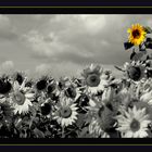 Sonnenblumen aus Hamminkeln...5