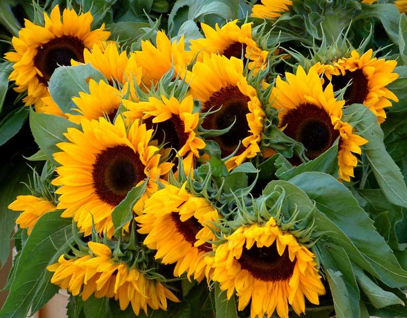 Sonnenblumen aus Leiden