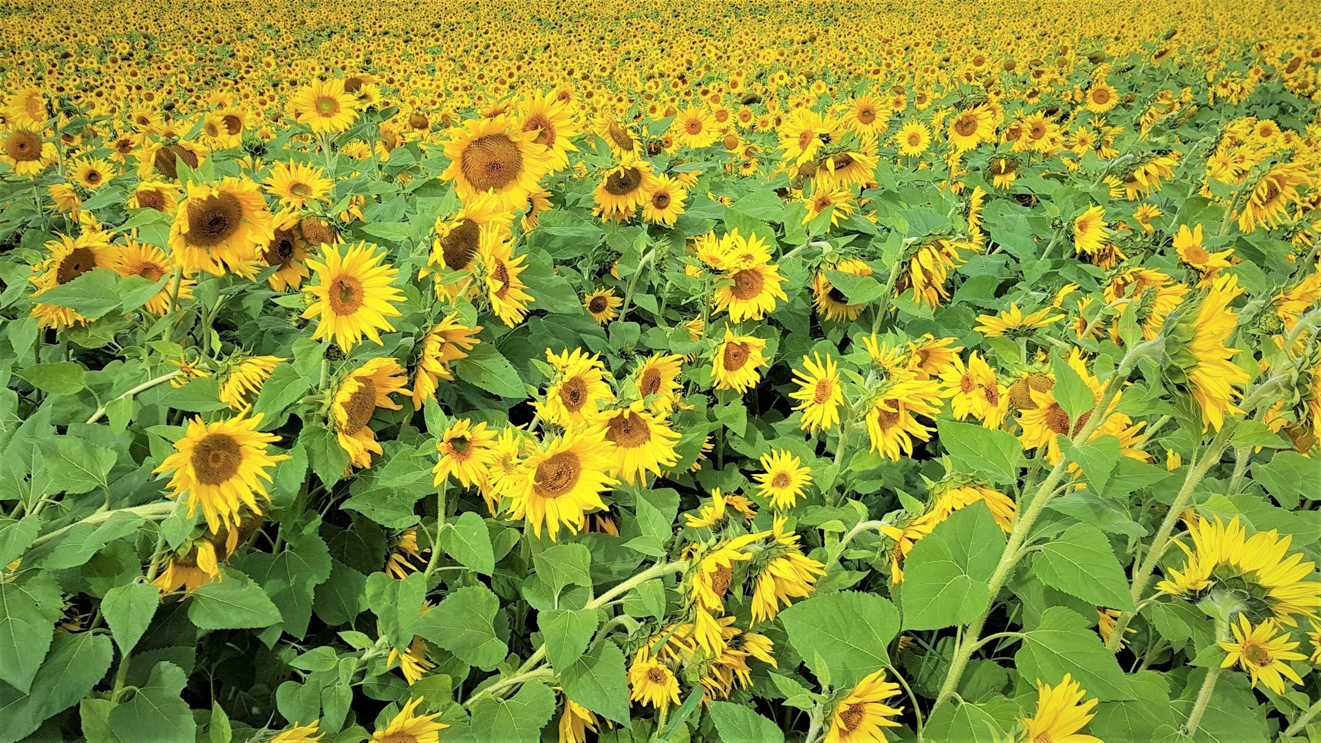 Sonnenblumen "Ausbreitung" anstelle Pandemie...