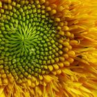 Sonnenblumen Ausschnitt