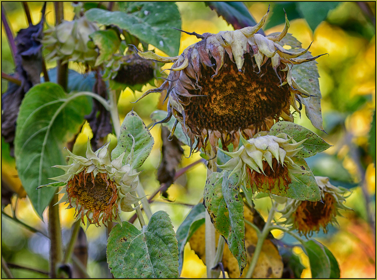 Sonnenblumen