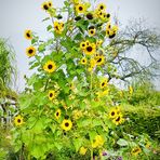 Sonnenblumen