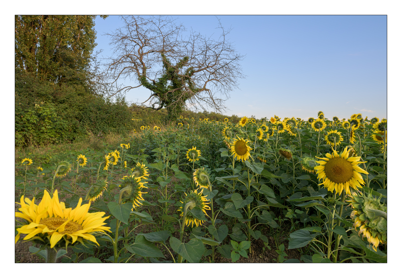 Sonnenblumen