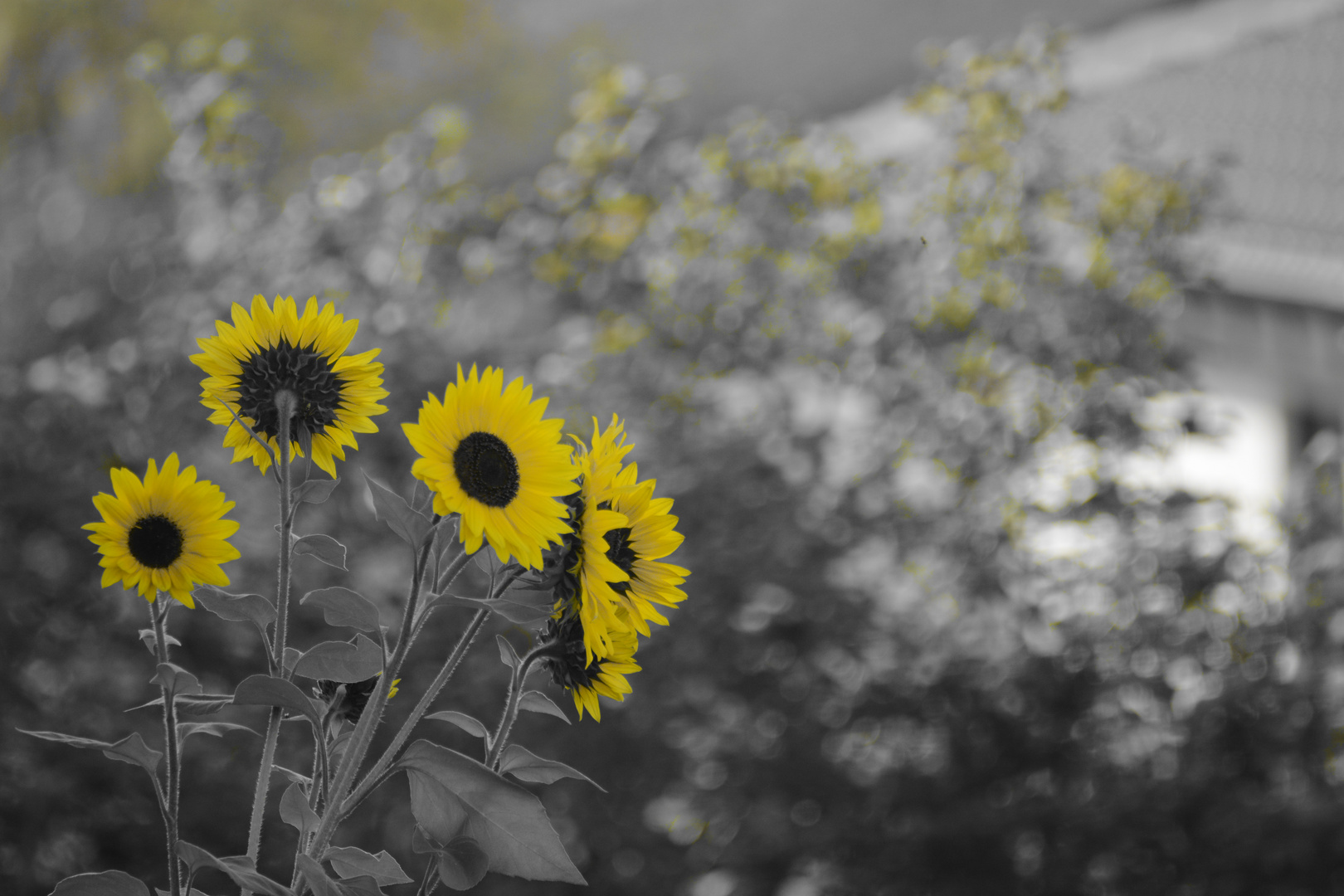 Sonnenblumen