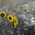 Sonnenblumen