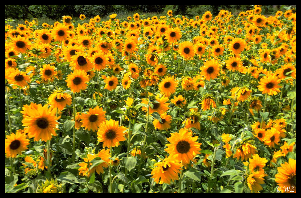  Sonnenblumen Foto & Bild pflanzen, pilze & flechten, blüten