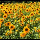 - Sonnenblumen -