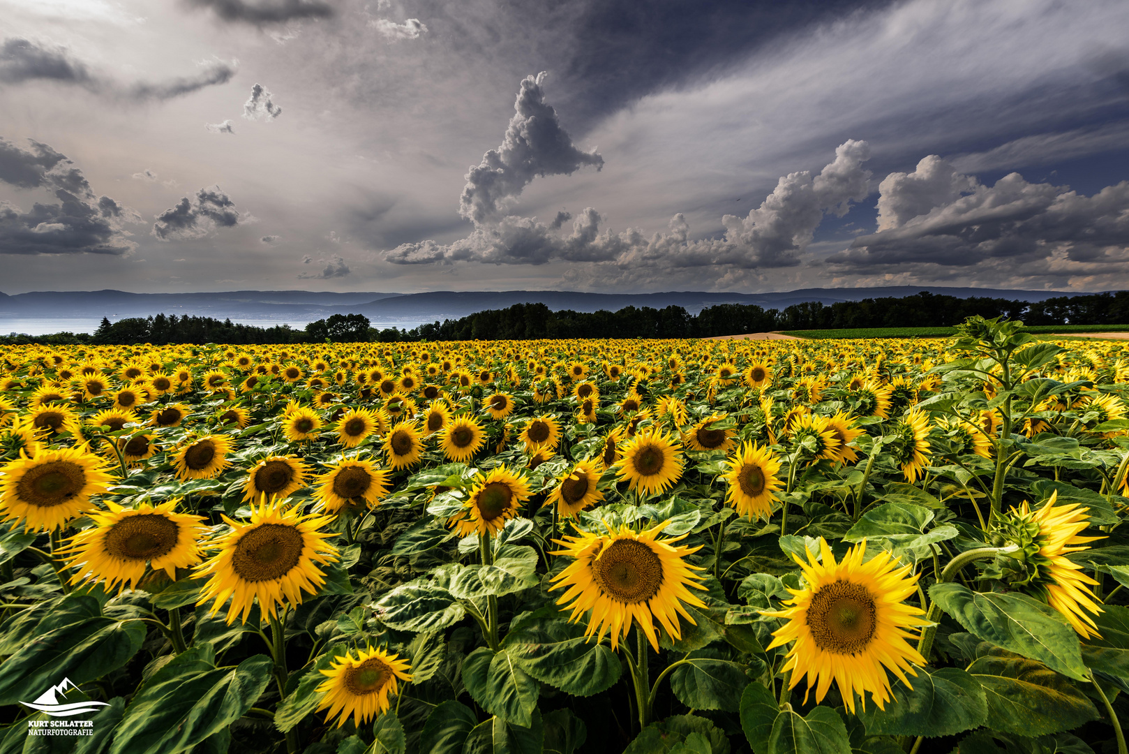 Sonnenblumen