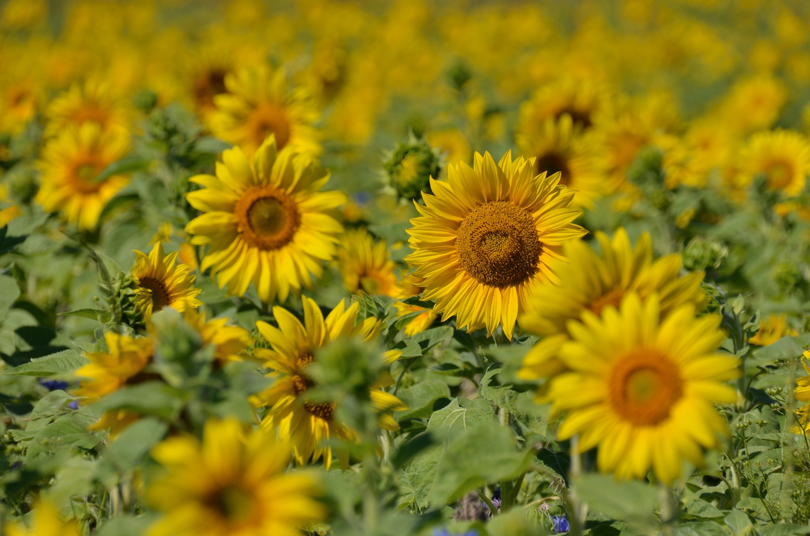 Sonnenblumen