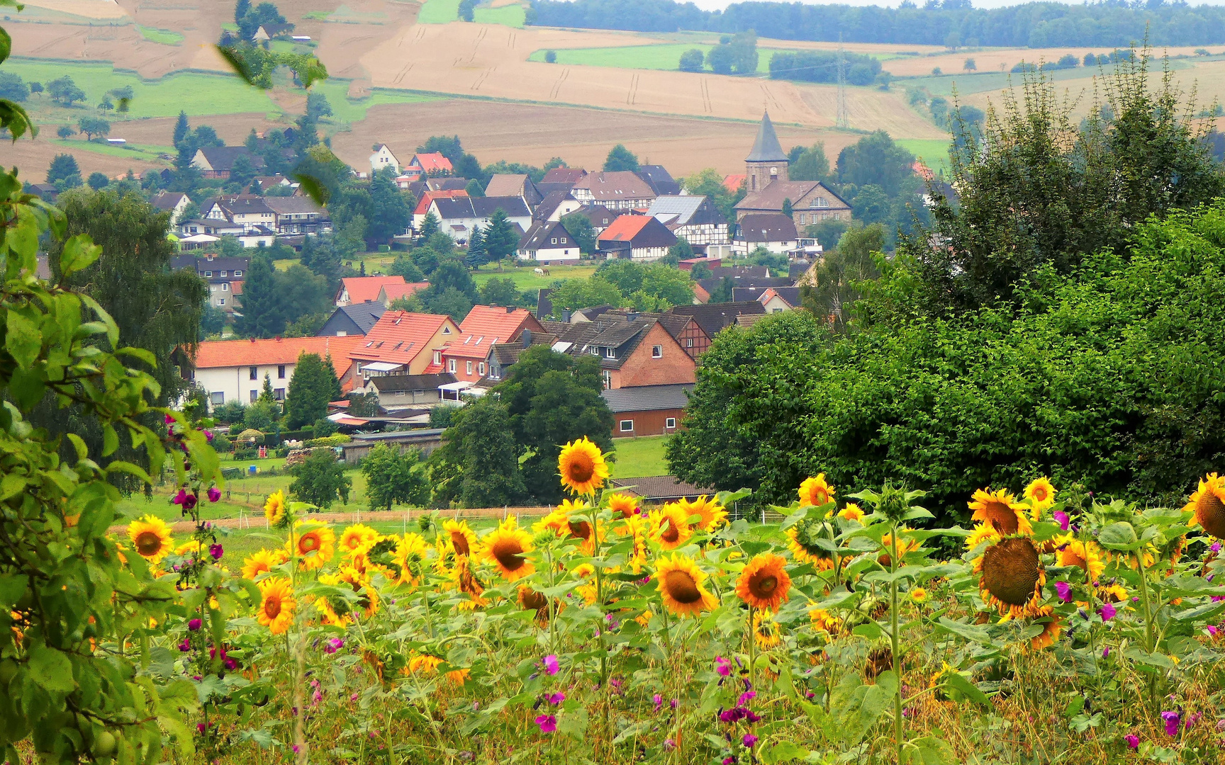 Sonnenblumen