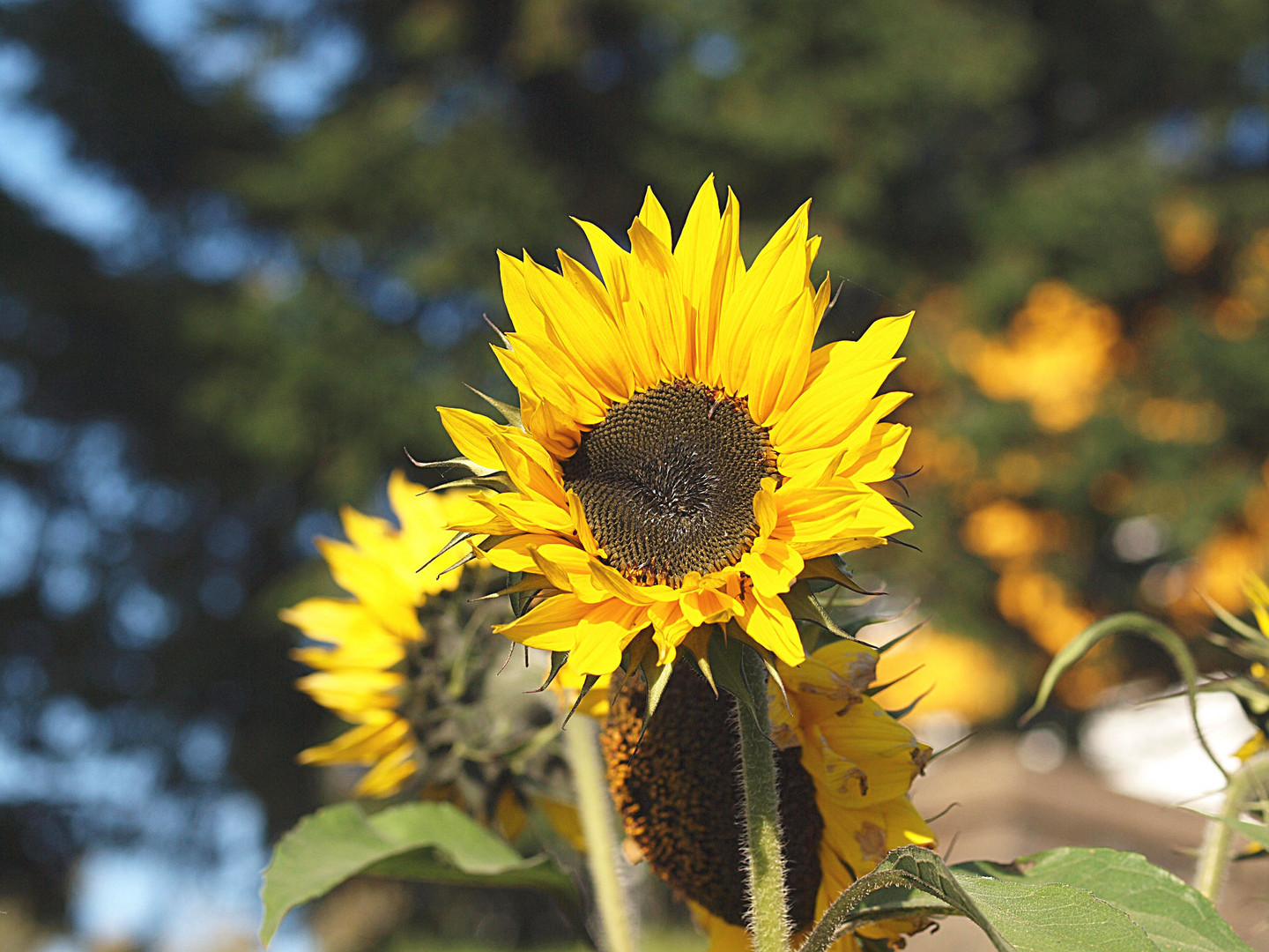 Sonnenblumen