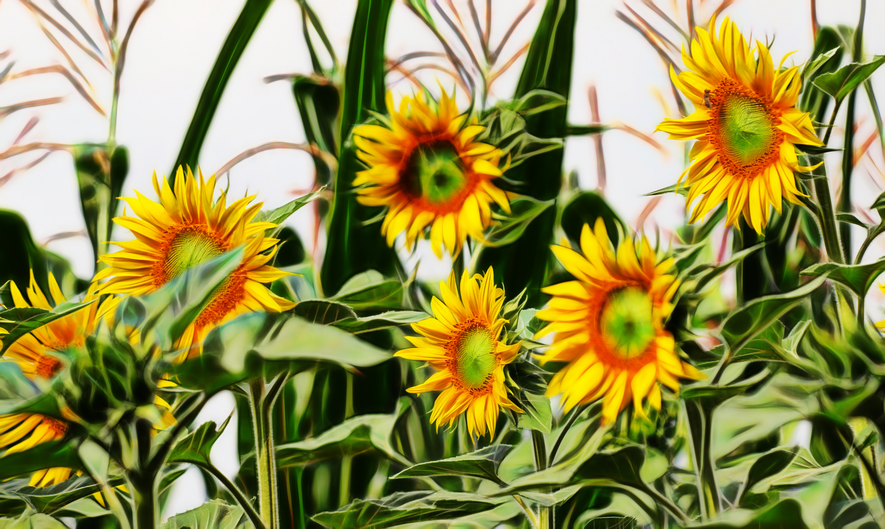 ... sonnenblumen  