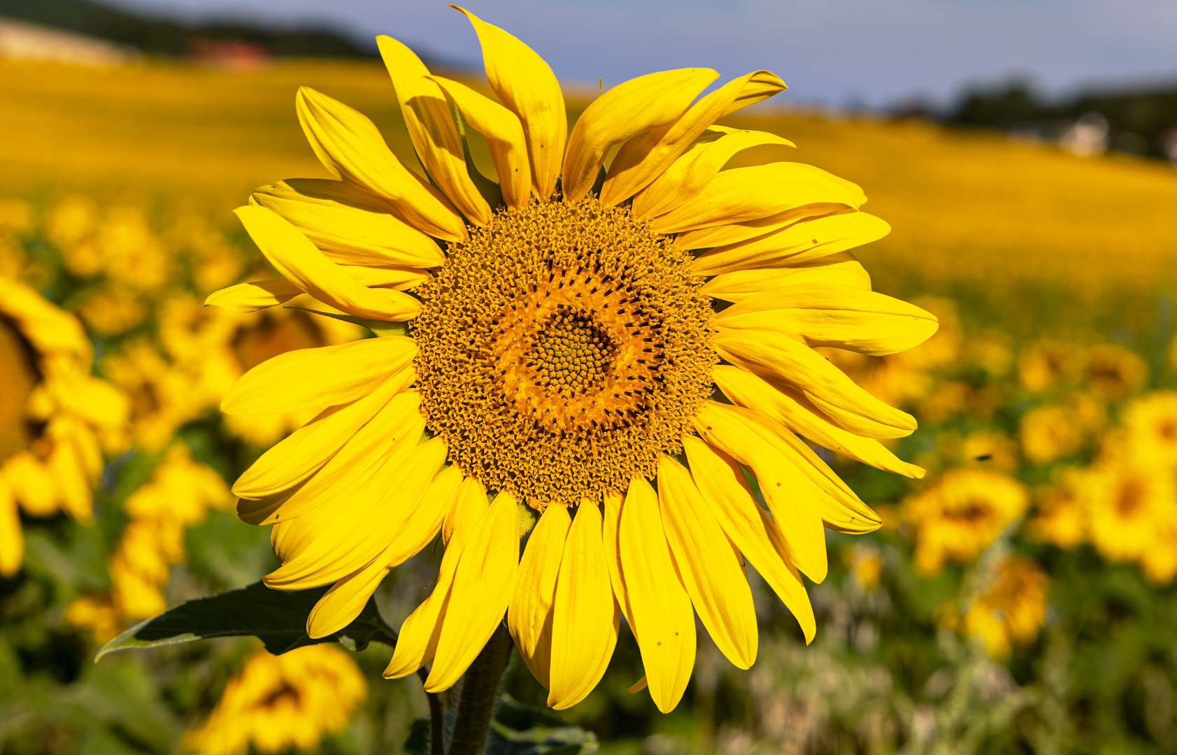 Sonnenblumen