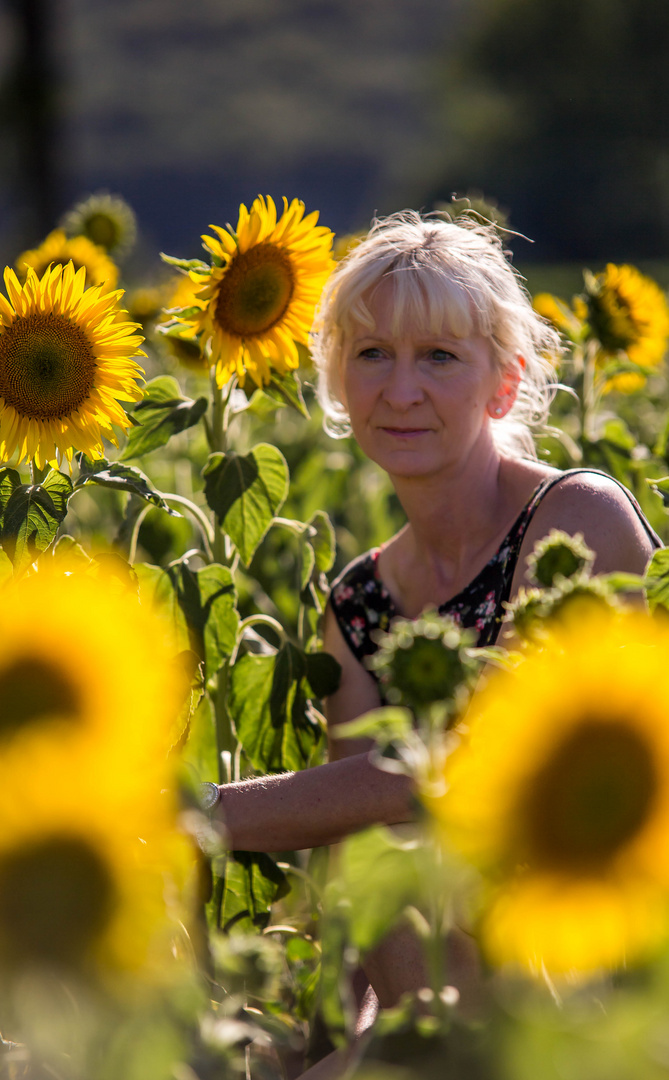 Sonnenblumen