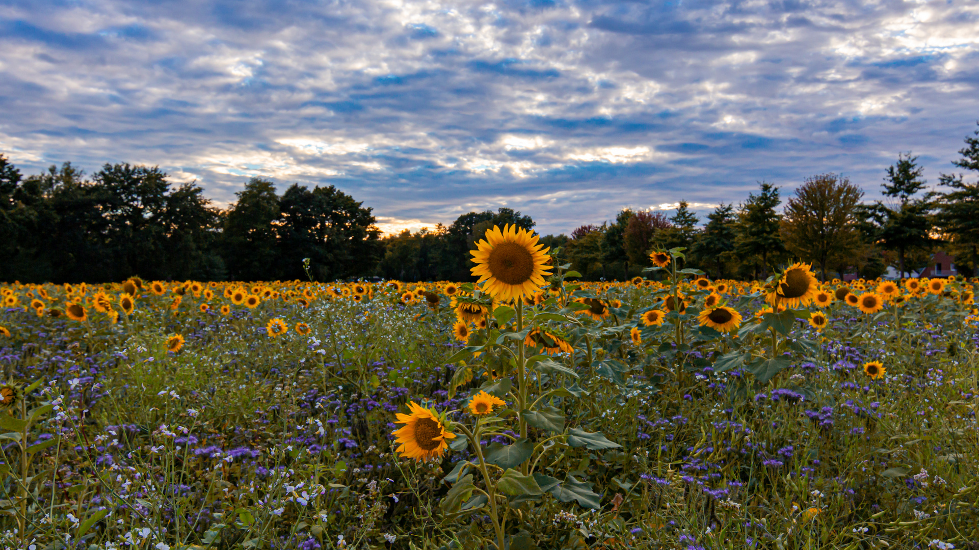 Sonnenblumen