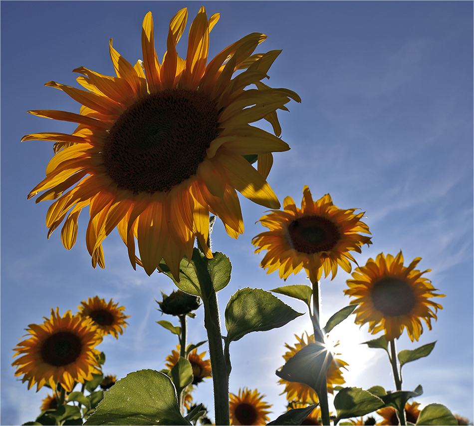 Sonnenblumen