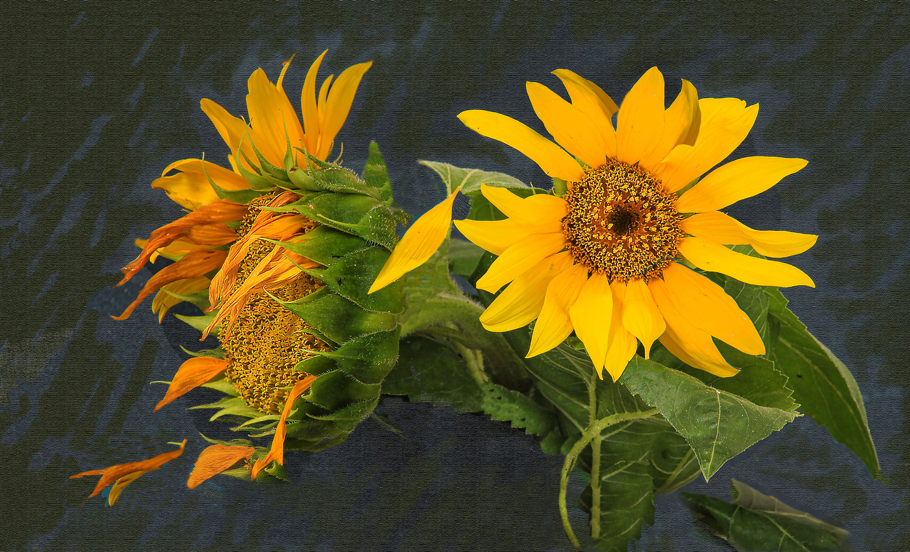 Sonnenblumen