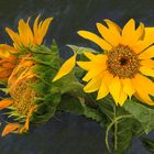 Sonnenblumen