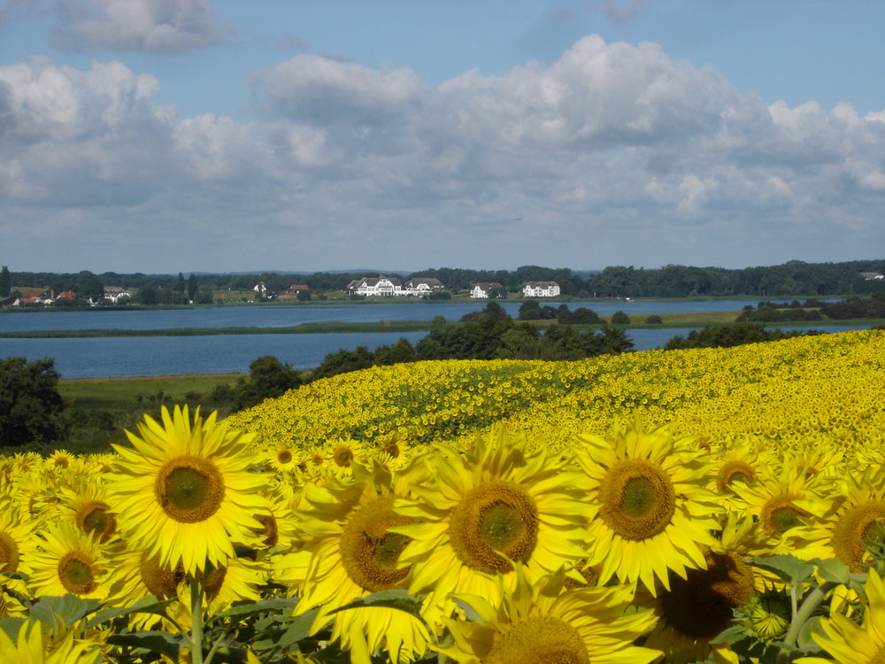 Sonnenblumen