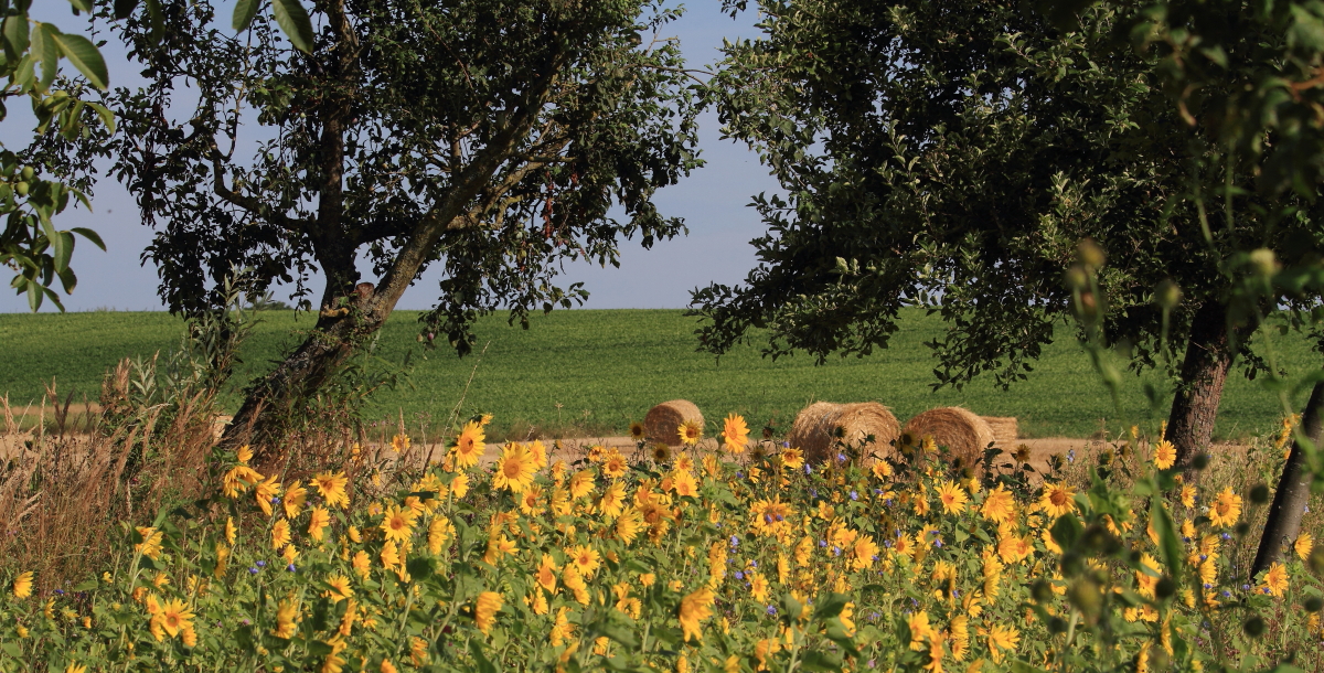 Sonnenblumen bei Bad Bergzabern