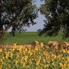 Sonnenblumen bei Bad Bergzabern