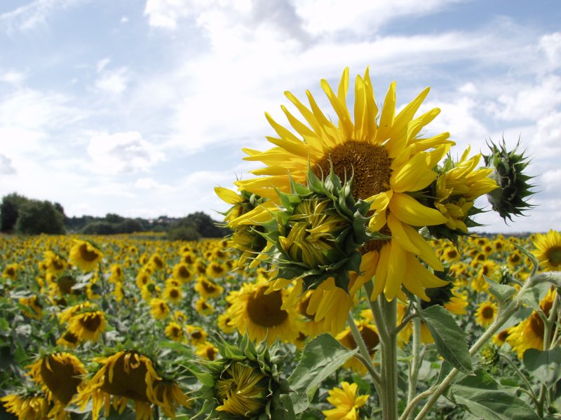 Sonnenblumen bei Bischberg