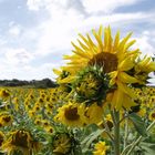 Sonnenblumen bei Bischberg