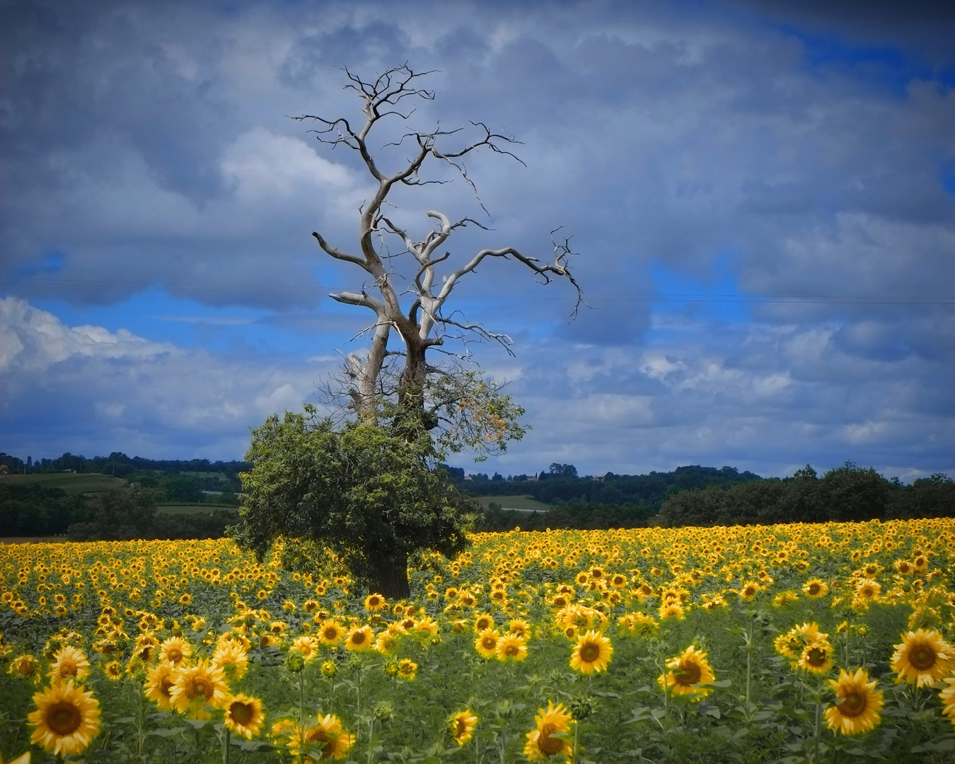 Sonnenblumen bei Chalais