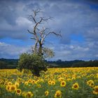 Sonnenblumen bei Chalais