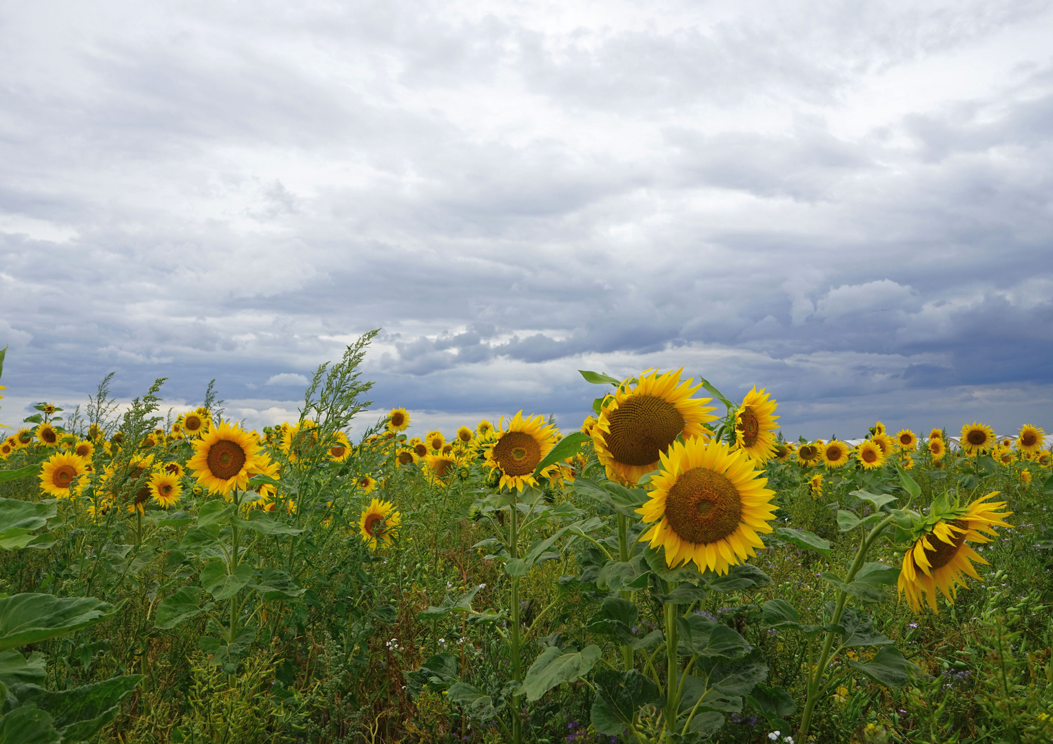 Sonnenblumen bei Erp/Erftstadt