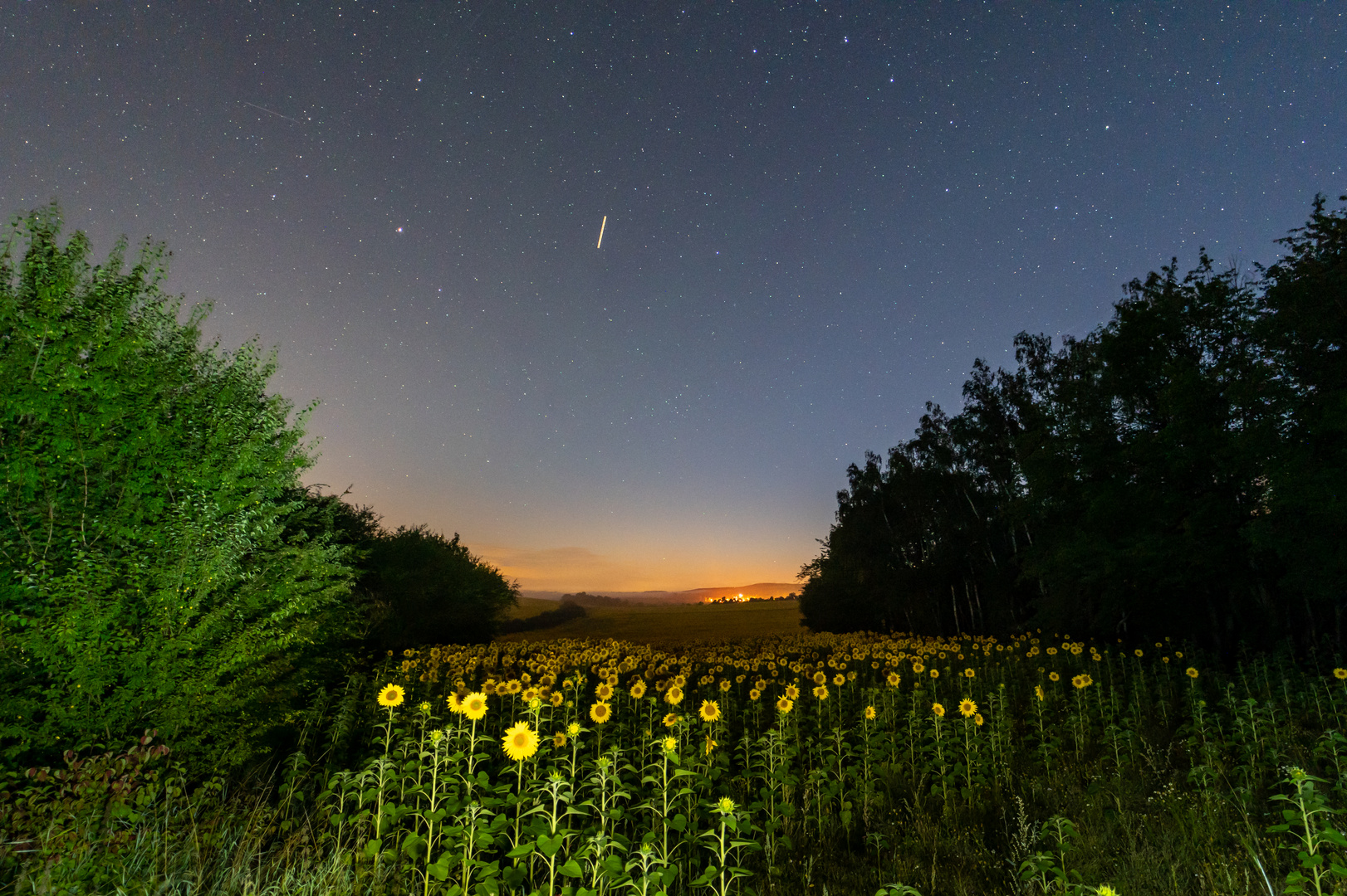 Sonnenblumen bei Nacht