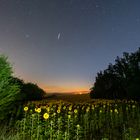 Sonnenblumen bei Nacht