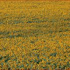 Sonnenblumen bei Orange (Südfrankreich)