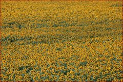 Sonnenblumen bei Orange (Südfrankreich)