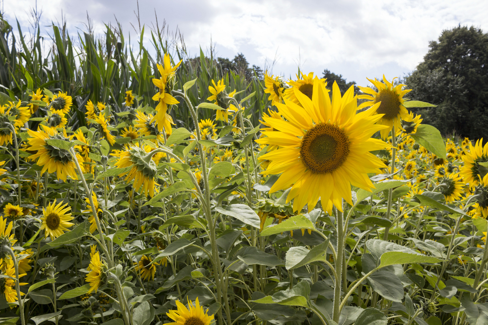 Sonnenblumen bei Plau am See