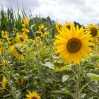 Sonnenblumen bei Plau am See