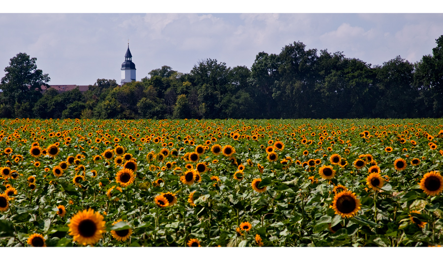 Sonnenblumen bei Riesa