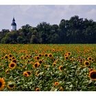 Sonnenblumen bei Riesa