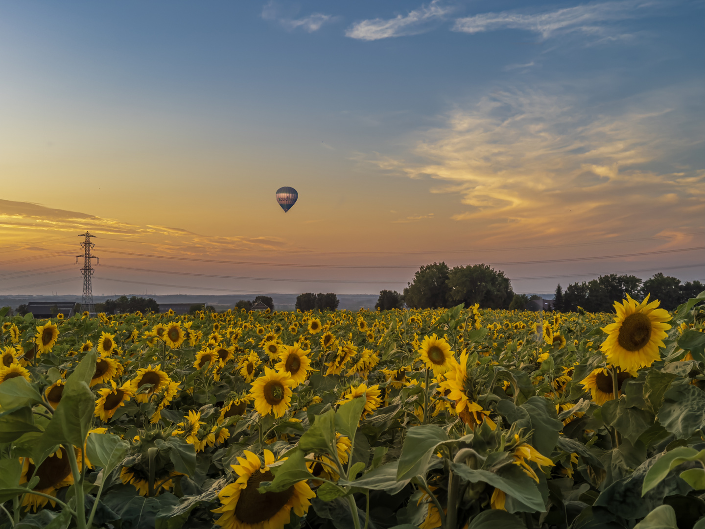 Sonnenblumen bei Sonnenuntergang.