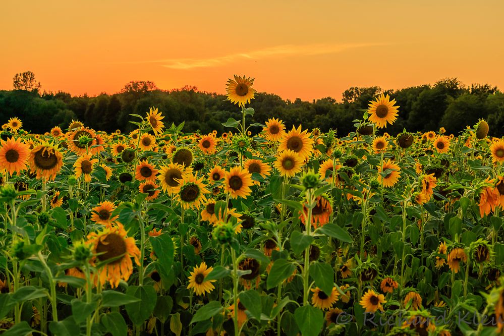 Sonnenblumen bei Sonnenuntergang