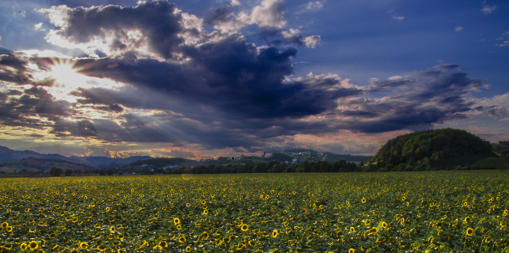 Sonnenblumen  bei Sonnenuntergang