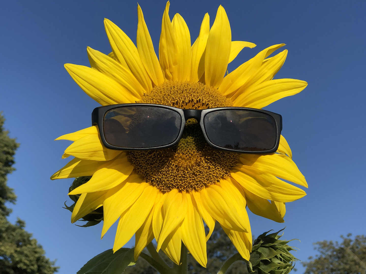Sonnenblumen bei über 30 Grad