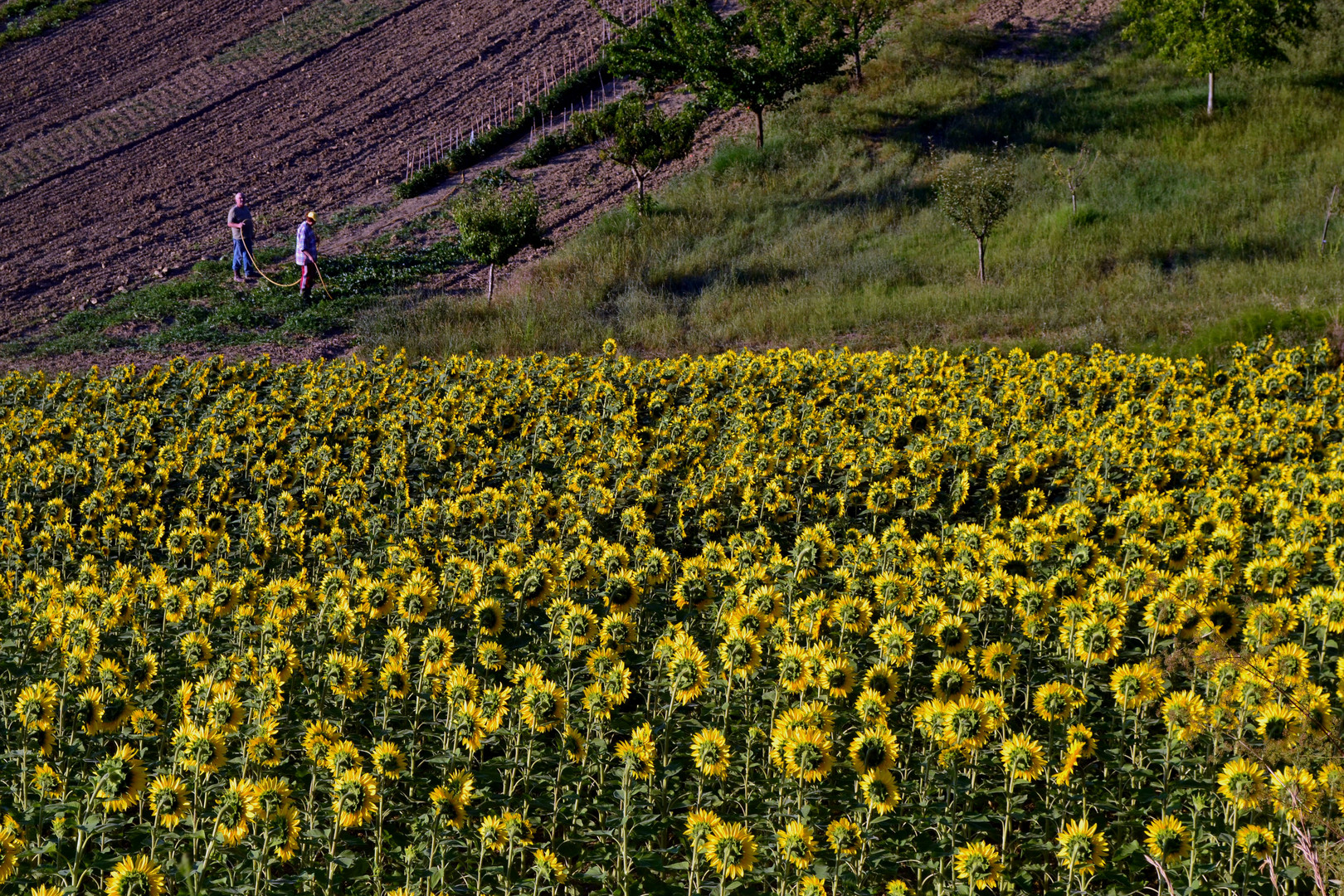 Sonnenblumen bei Urbino