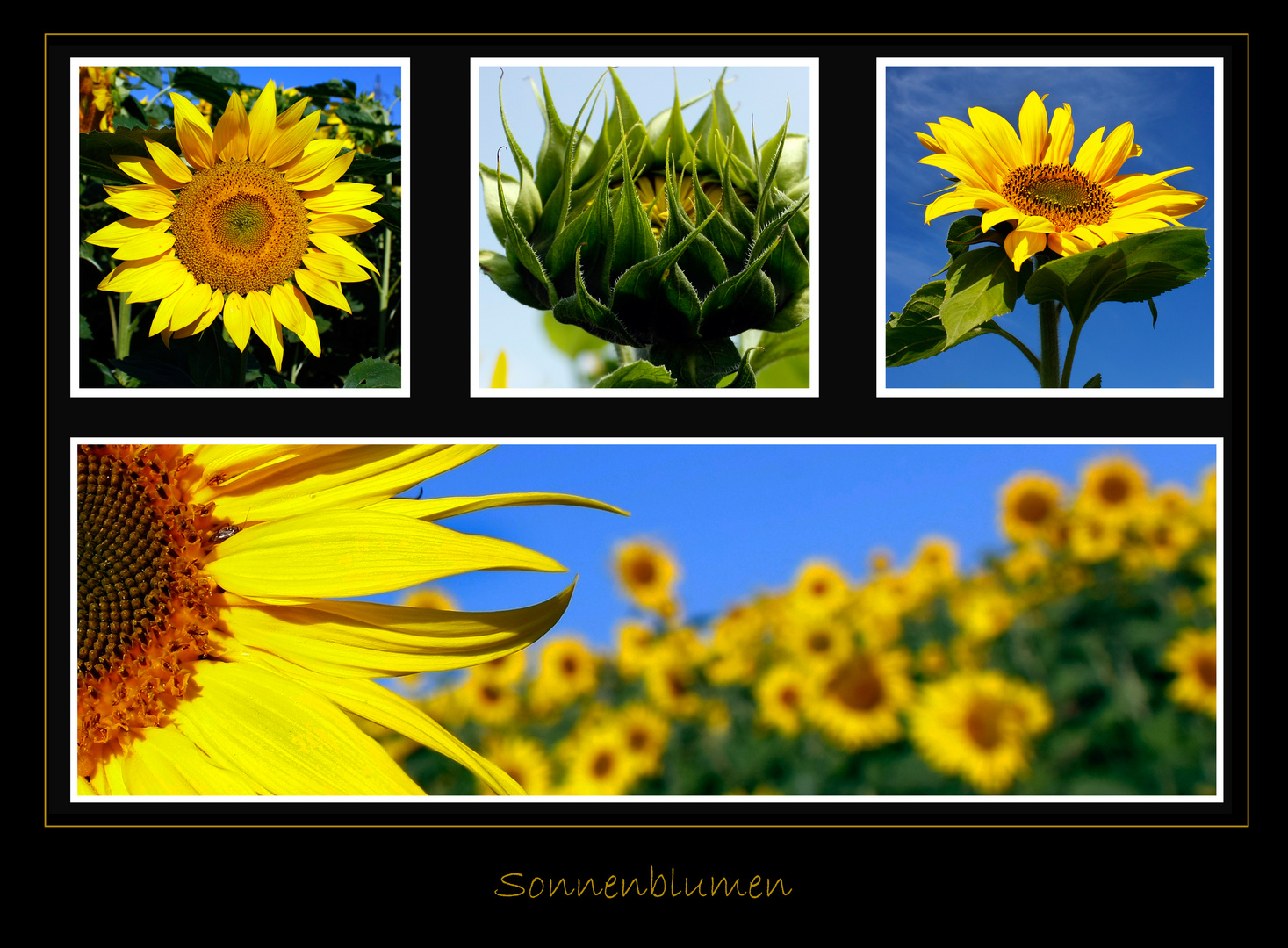 Sonnenblumen