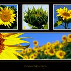 Sonnenblumen