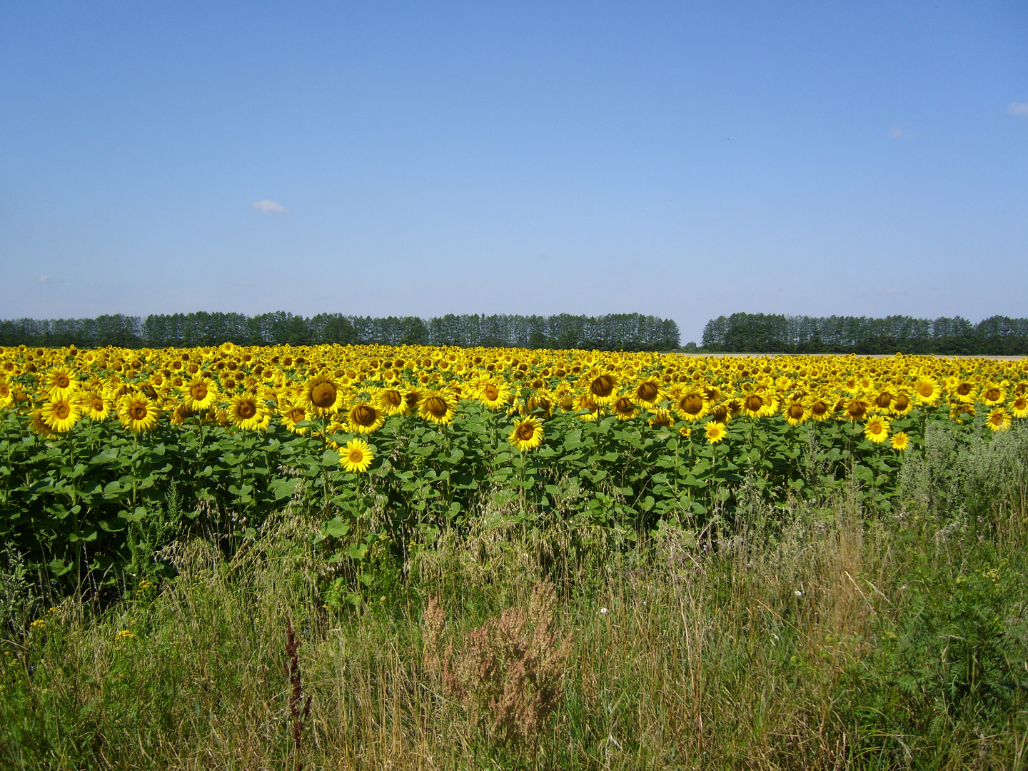 Sonnenblumen