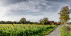 Sonnenblumen+ Bienenfreund