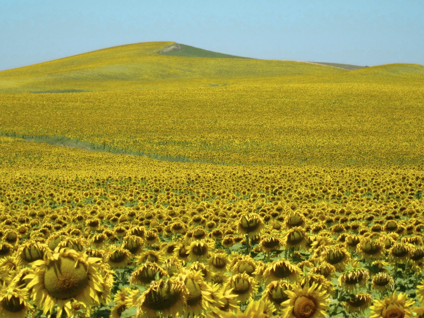 Sonnenblumen bis zum Horizont