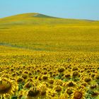 Sonnenblumen bis zum Horizont