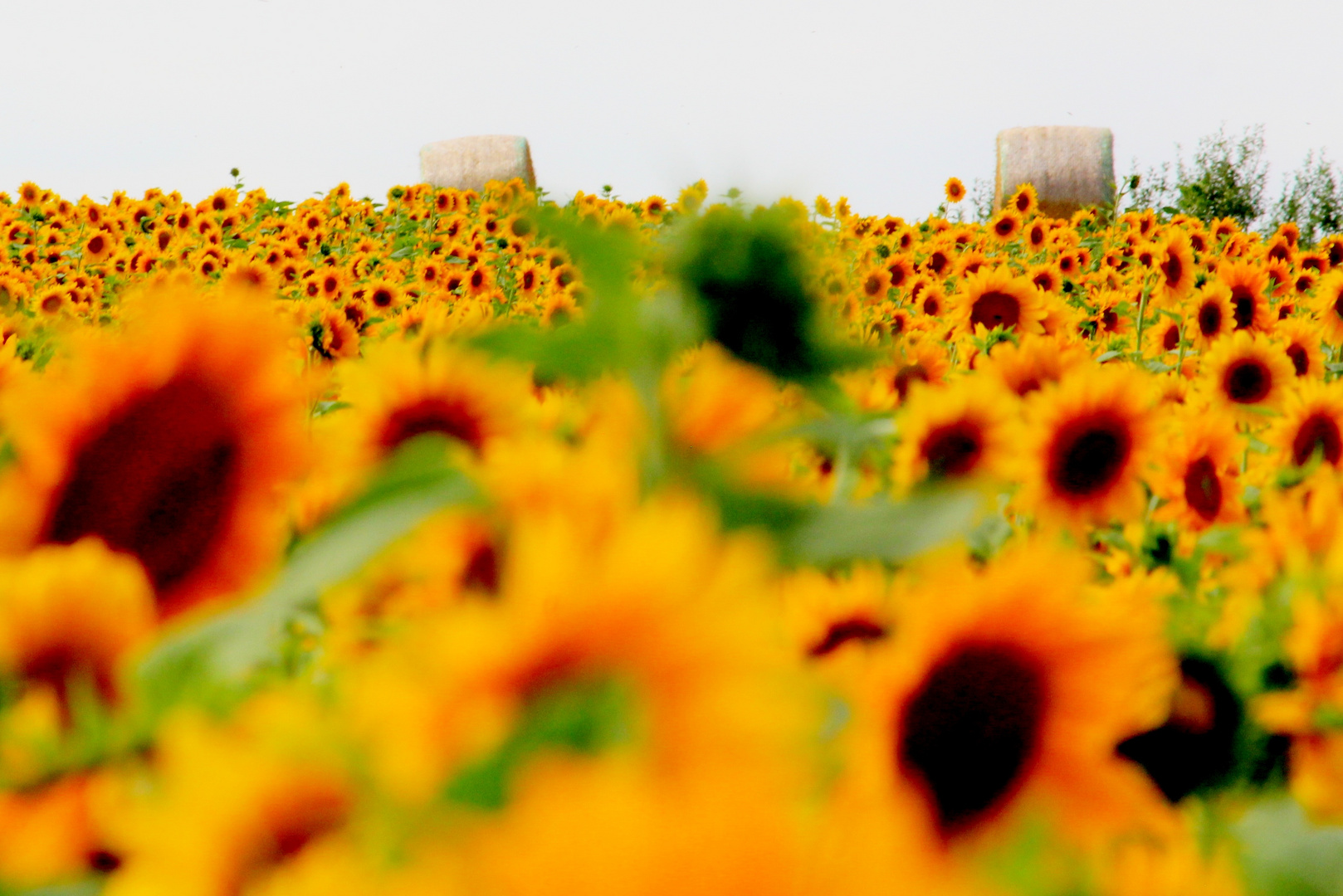 Sonnenblumen bis zum Horizont